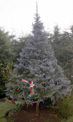 Where are all the pressies?
Mots-clés: Christmas Cracker Lights Presents Stocking Tree