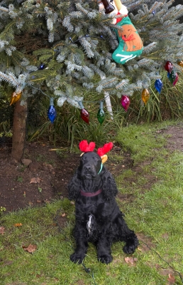 I hope my mates don't see this!!
Anahtar kelimeler: Antlers Christmas Cocker Dog Dogs Lights Play Playing Playtime Presents Reindeer Spaniel Spaniels Tree Woody