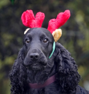 Do I LOOK happy!!!!
Schlüsselwörter: Antlers Christmas Cocker Dog Dogs Play Playing Playtime Reindeer Spaniel Spaniels Woody