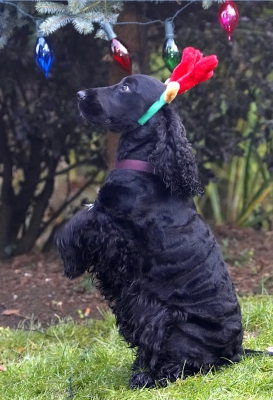 OK, I want my reward NOW
Schlüsselwörter: Antlers Beg Christmas Cocker Dog Dogs Play Playing Playtime Reindeer Spaniel Spaniels Tree Woody