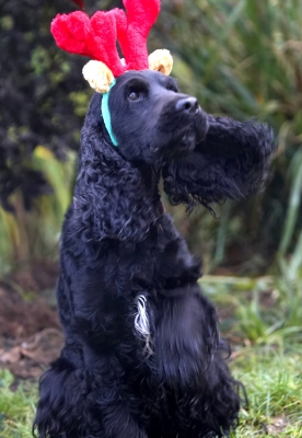 I'm all ears.........
Avainsanat: Antlers Christmas Cocker Dog Dogs Play Playing Playtime Reindeer Spaniel Spaniels Woody