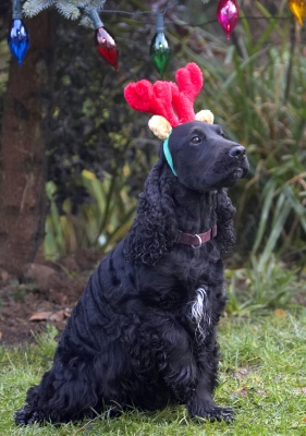 Look, I'm being really, really good
Palabras clave: Antlers Christmas Cocker Dog Dogs Lights Play Playing Playtime Reindeer Sit Sitting Spaniel Spaniels Woody