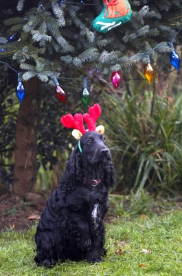 I am sooooooooo humiliated
Schlüsselwörter: Antlers Christmas Cocker Dog Dogs Lights Play Playing Playtime Reindeer Sit Sitting Spaniel Spaniels Tree Woody