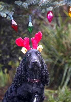 Yeah, yeah, I know, I look cute
Palabras clave: Antlers Christmas Cocker Dog Dogs Head Lights Play Playing Playtime Reindeer Spaniel Spaniels Woody