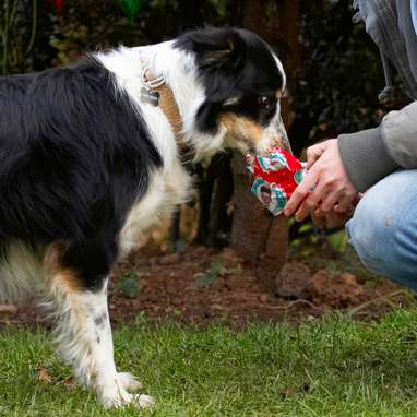 Wot is it?
Keywords: Border Collie Christmas Collies Gifts Open Opening Paper Play Playing Playtime Presents Stinky Tree Wrapping