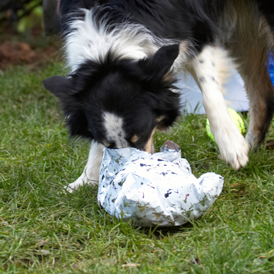 I can open this one myself
Schlüsselwörter: Border Collie Christmas Collies Gifts Open Opening Paper Play Playing Playtime Presents Stinky Tree Wrapping