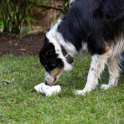 Jus' checking it out
Keywords: Bone Border Collie Christmas Collies Gifts Paper Play Playing Playtime Presents Stinky Tree Wrapping