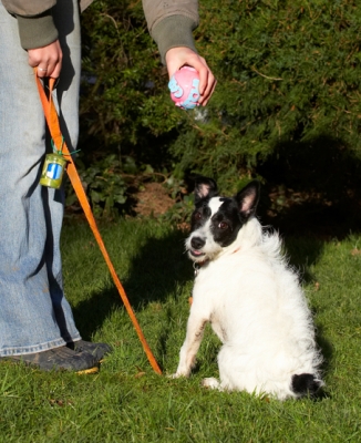 Jus' when d'ya think they gonna let me of this lead and play?!
Anahtar kelimeler: Ball Dog Dogs Jack Russell Terrier Play Playing Playtime Ringo Terriers