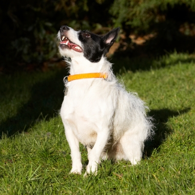 OK, I'm ready..........
Schlüsselwörter: Dog Dogs Jack Russell Terrier Play Playing Playtime Ringo Terriers