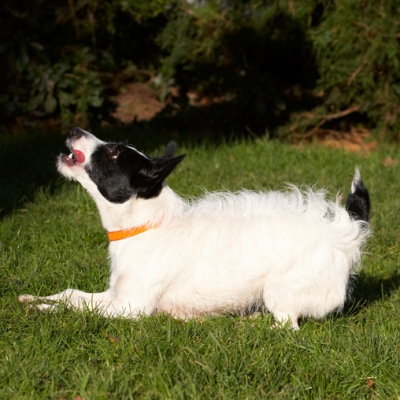 .......... really ready
Anahtar kelimeler: Dog Dogs Jack Russell Terrier Play Playing Playtime Ringo Terriers