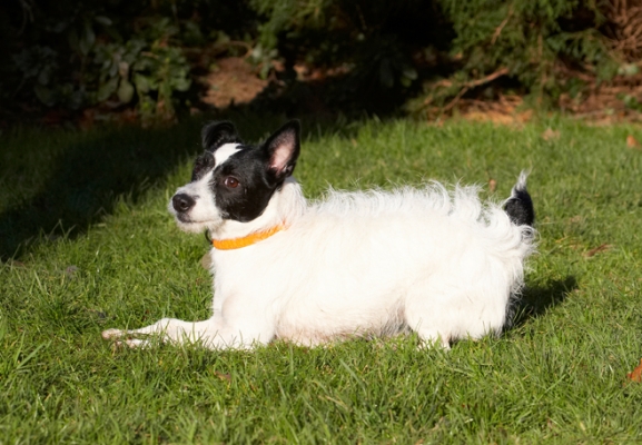 It's a rum do ain't it
Ključne besede: Dog Dogs Jack Russell Terrier Play Playing Playtime Ringo Terriers