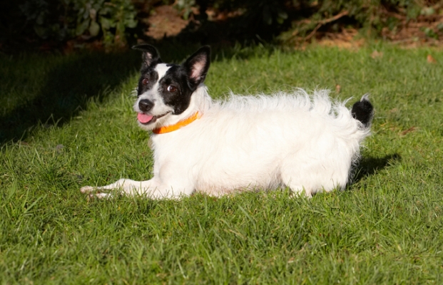 That's wot I think of you
Keywords: Dog Dogs Jack Russell Terrier Play Playing Playtime Ringo Terriers Tongue