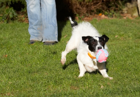 Yessssssss, success
Keywords: Ball Dog Dogs Jack Russell Terrier Play Playing Playtime Ringo Run Running Terriers