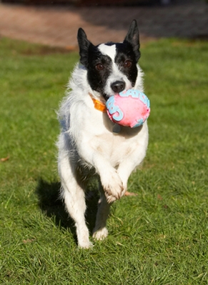 Hey, life doesn't get much better than this
Ključne besede: Ball Dog Dogs Jack Russell Terrier Leap Leaping Play Playing Playtime Ringo Run Running Terriers