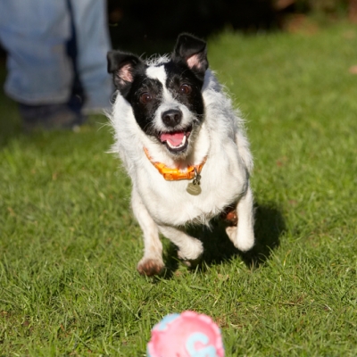 I'm on it
Keywords: Ball Dog Dogs Jack Russell Terrier Play Playing Playtime Ringo Run Running Terriers