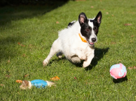 Nearly there
Palabras clave: Ball Dog Dogs Jack Russell Terrier Play Playing Playtime Ringo Run Running Terriers