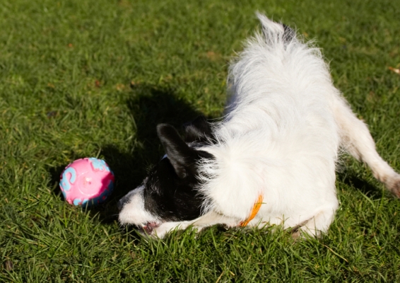 Wot a turn
Schlüsselwörter: Ball Dog Dogs Jack Russell Terrier Play Playing Playtime Ringo Terriers