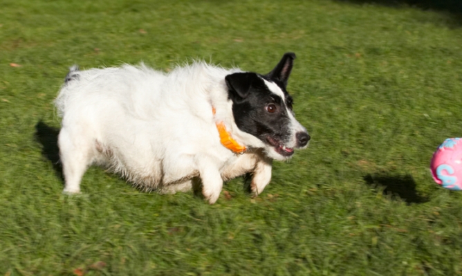 I've got it in my sights
Keywords: Ball Dog Dogs Jack Russell Terrier Play Playing Playtime Ringo Run Running Terriers