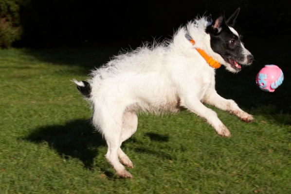 Hey, what precision
Keywords: Ball Dog Dogs Jack Russell Terrier Leap Leaping Play Playing Playtime Ringo Run Running Terriers