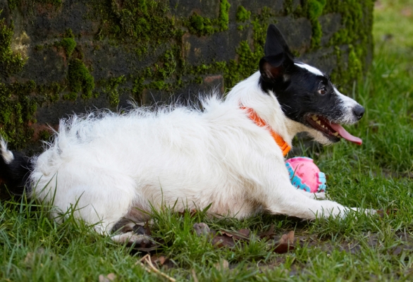 Boy, do I need a rest!!
Palabras Clave: Ball Dog Dogs Jack Russell Terrier Lying Play Playing Playtime Rest Resting Ringo Terriers Tongue