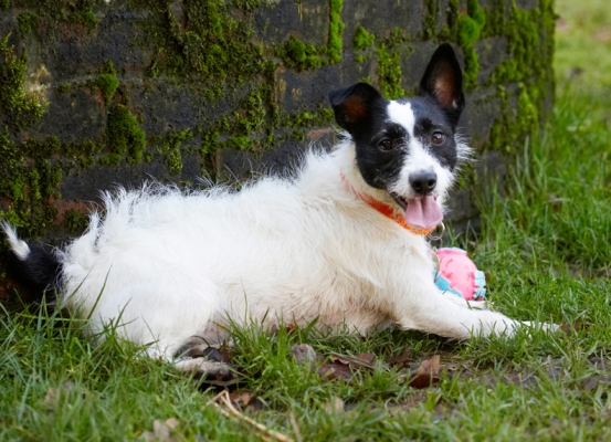 I'm jus' taking a 5 minute break, OK!
Keywords: Ball Dog Dogs Jack Russell Terrier Lying Play Playing Playtime Rest Resting Ringo Terriers Tongue