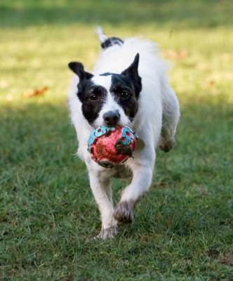 You don't want to know where this ball has been........
Keywords: Ball Dog Dogs Jack Russell Terrier Play Playing Playtime Ringo Run Running Terriers