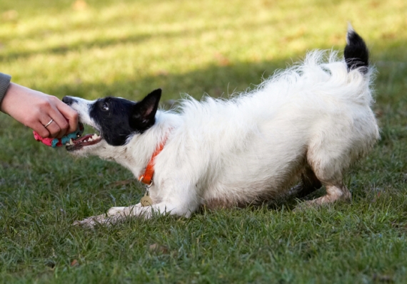 No, I won't give it up .........
Keywords: Ball Dog Dogs Jack Russell Terrier Play Playing Playtime Ringo Terriers Tug-o-war