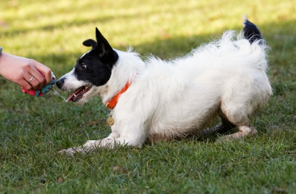 ......... well, OK, if you promise to throw it again
Palabras clave: Ball Dog Dogs Jack Russell Terrier Play Playing Playtime Ringo Terriers