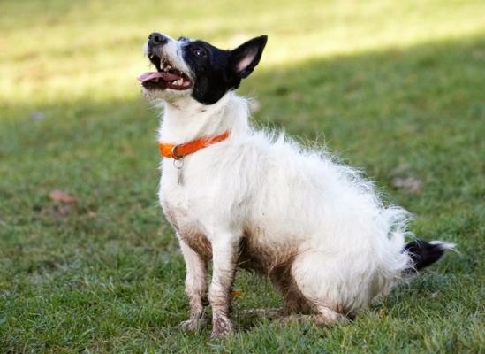 OK, you've got my attention
Ključne besede: Dog Dogs Jack Russell Terrier Play Playing Playtime Ringo Sit Sitting Terriers Tongue