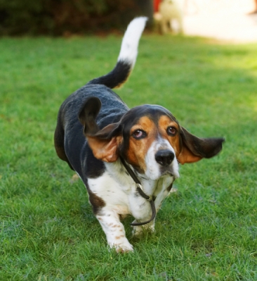I'll do something in a minute........
Anahtar kelimeler: Bassett Dog Dogs Hound Hounds Humph Humphrey Play Playing Playtime