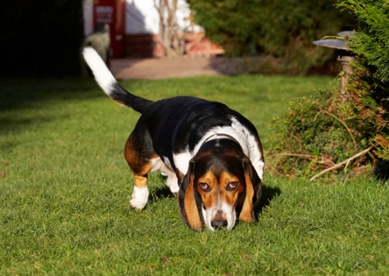 .......... see, I'm sniffing
Keywords: Bassett Dog Dogs Hound Hounds Humph Humphrey Play Playing Playtime