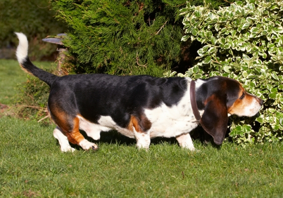 This smells good
Ključne besede: Bassett Dog Dogs Hound Hounds Humph Humphrey Play Playing Playtime Sniff Sniffing