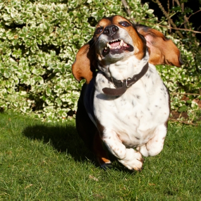 Whee, I'm flying
Ključne besede: Bassett Dog Dogs Hound Hounds Humph Humphrey Play Playing Playtime Run Running