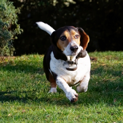 I'm on my way
Schlüsselwörter: Bassett Dog Dogs Hound Hounds Humph Humphrey Play Playing Playtime Run Running