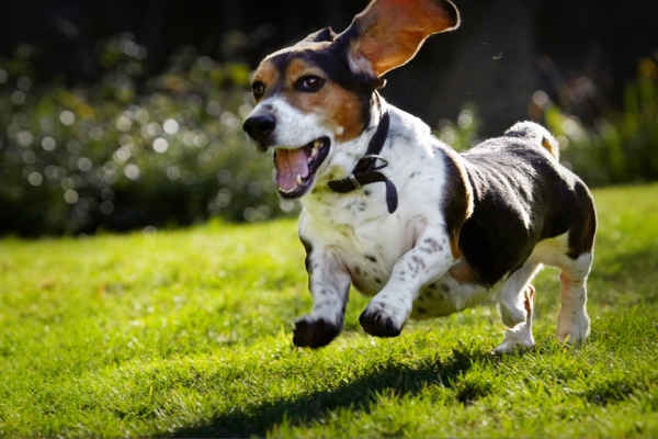 I'm jumping for joy
Keywords: Bassett Dog Dogs Hound Hounds Humph Humphrey Leap Leaping Play Playing Playtime Run Running