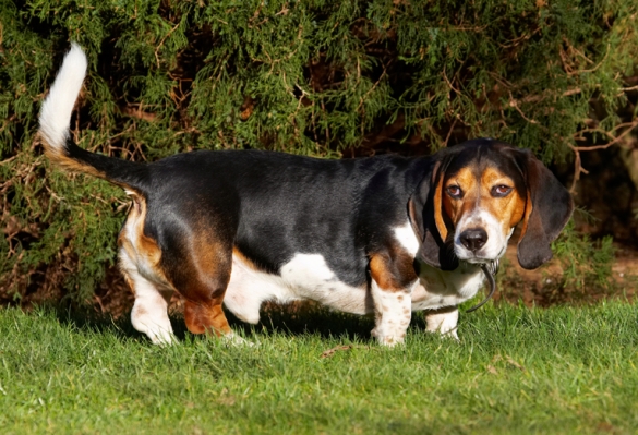 Yeah, wot!!!
Schlüsselwörter: Bassett Dog Dogs Hound Hounds Humph Humphrey Play Playing Playtime