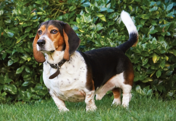 Hey, I don't want to wear myself out
Keywords: Bassett Dog Dogs Hound Hounds Humph Humphrey Play Playing Playtime
