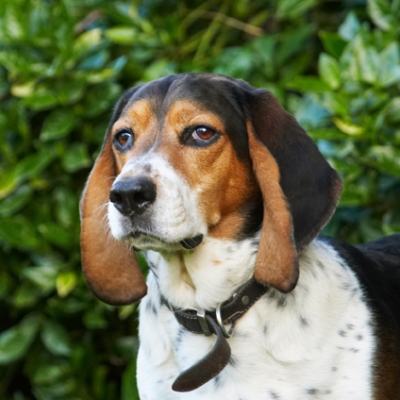Hmmmmmmm
Trefwoorden: Bassett Dog Dogs Head Hound Hounds Humph Humphrey Play Playing Playtime