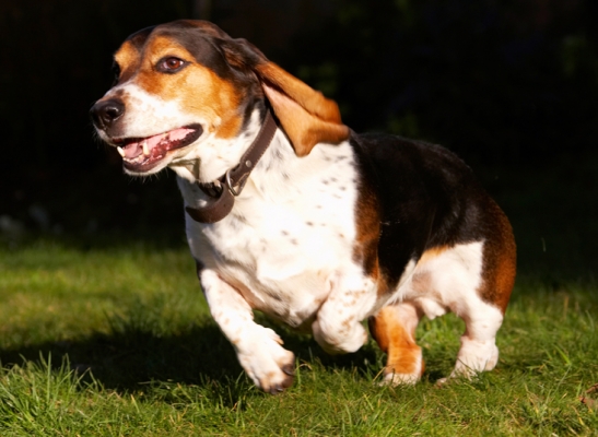 I see something I want..........
Schlüsselwörter: Bassett Dog Dogs Hound Hounds Humph Humphrey Play Playing Playtime Run Running