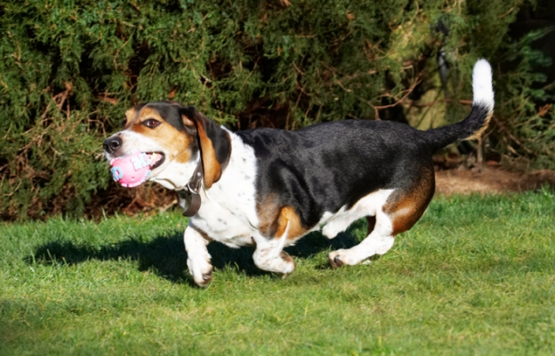 ......... the ball
Keywords: Ball Bassett Dog Dogs Hound Hounds Humph Humphrey Play Playing Playtime Run Running
