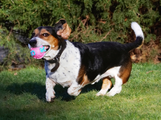 Don't you try and take this away from me!
Ключові слова: Ball Bassett Dog Dogs Hound Hounds Humph Humphrey Play Playing Playtime Run Running