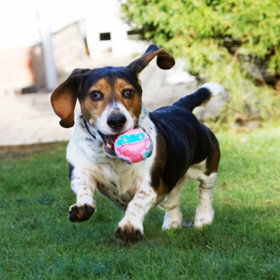 I know, I am having a good time
Keywords: Ball Bassett Dog Dogs Hound Hounds Humph Humphrey Play Playing Playtime Run Running