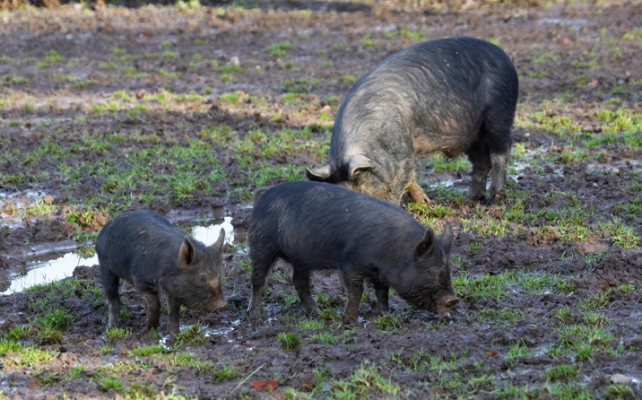 Well, wot you got there?
Palabras clave: Berkshire Pig Piglet Piglets Pigs Play Playing
