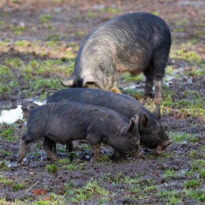 Hey, I wanna play too
Keywords: Berkshire Pig Piglet Piglets Pigs Play Playing Stick
