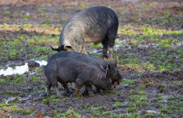 See, we can play just like those doggies over there
Schlüsselwörter: Berkshire Pig Piglet Piglets Pigs Play Playing Stick