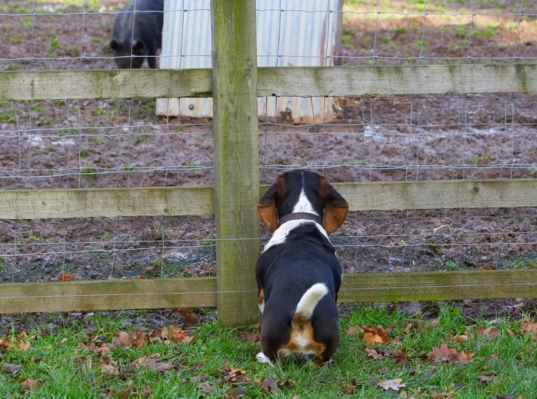 'ere, wot's that?
Anahtar kelimeler: Bassett Berkshire Dog Dogs Hound Hounds Humph Humphrey Pig Pigs Play Playing Playtime