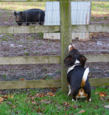 Hello, hello
Keywords: Bassett Berkshire Dog Dogs Hound Hounds Humph Humphrey Pig Pigs Play Playing Playtime