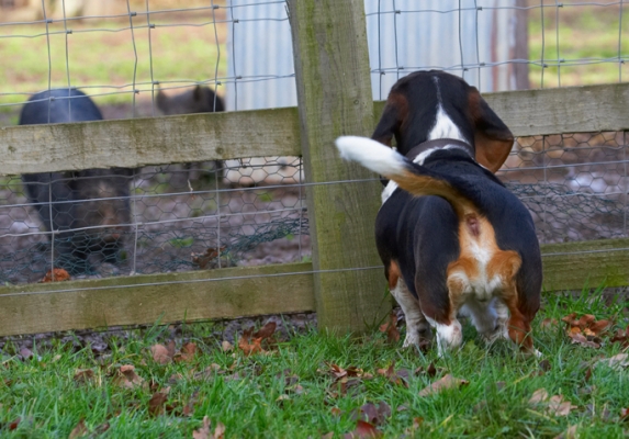 Gosh, you're big aren't you
Keywords: Bassett Berkshire Dog Dogs Hound Hounds Humph Humphrey Pig Pigs Play Playing Playtime