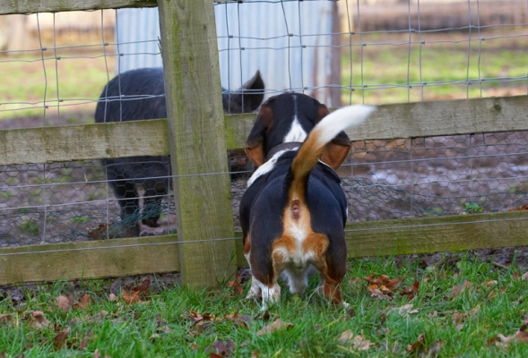 Hi, how you doin'?
Schlüsselwörter: Bassett Berkshire Dog Dogs Hound Hounds Humph Humphrey Pig Pigs Play Playing Playtime