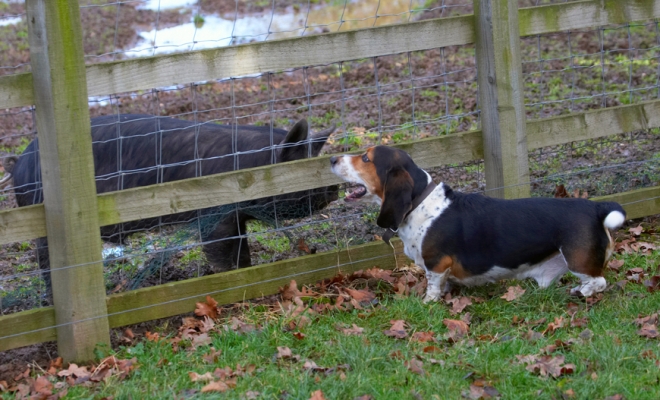 And I was jus' telling my room mates..........
Palabras clave: Bassett Berkshire Dog Dogs Hound Hounds Humph Humphrey Pig Pigs Play Playing Playtime